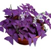 Oxalis Triangularis 10 Bulbs - Purple Shamrocks Lucky Lovely Flowers