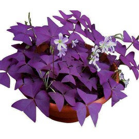 Oxalis Triangularis 10 Bulbs - Purple Shamrocks Lucky Lovely Flowers Bulbs Grows Indoor or Outdoor