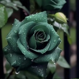 JQBay 20pcs Scottish Green Rose Seeds - Non-GMO Heirloom Variety for Your Garden