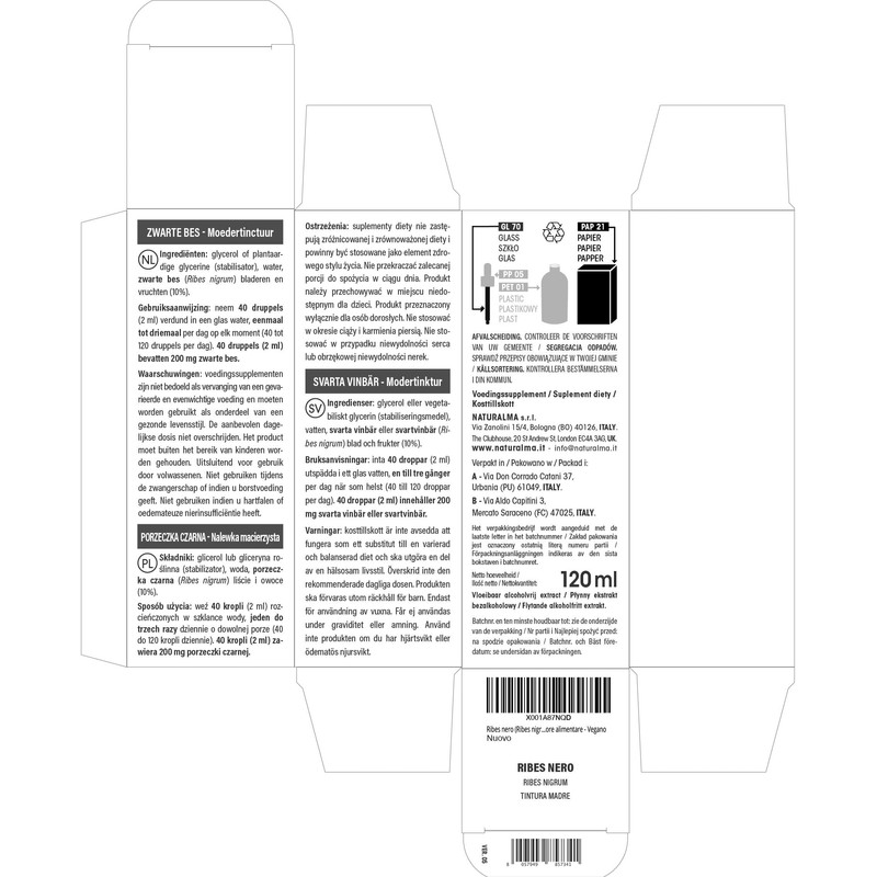 Black Currant (Ribes Nigrum) Leaves and Fruits Alcohol-Free Mother Tincture