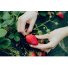 2000+ Red Climbing Strawberry Seeds Hydroponic Sweet Strawberry Seeds for