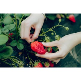 2000+ Red Climbing Strawberry Seeds Hydroponic Sweet Strawberry Seeds for Planting Heirloom Non-GMO Fruit Seeds