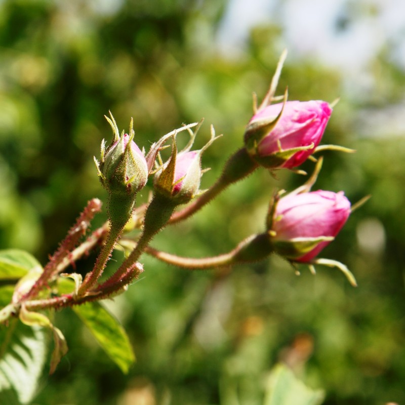 ローズ ド マラケシュ ローズ ジュレ 23g(フェイス用保湿ジェルクリーム)