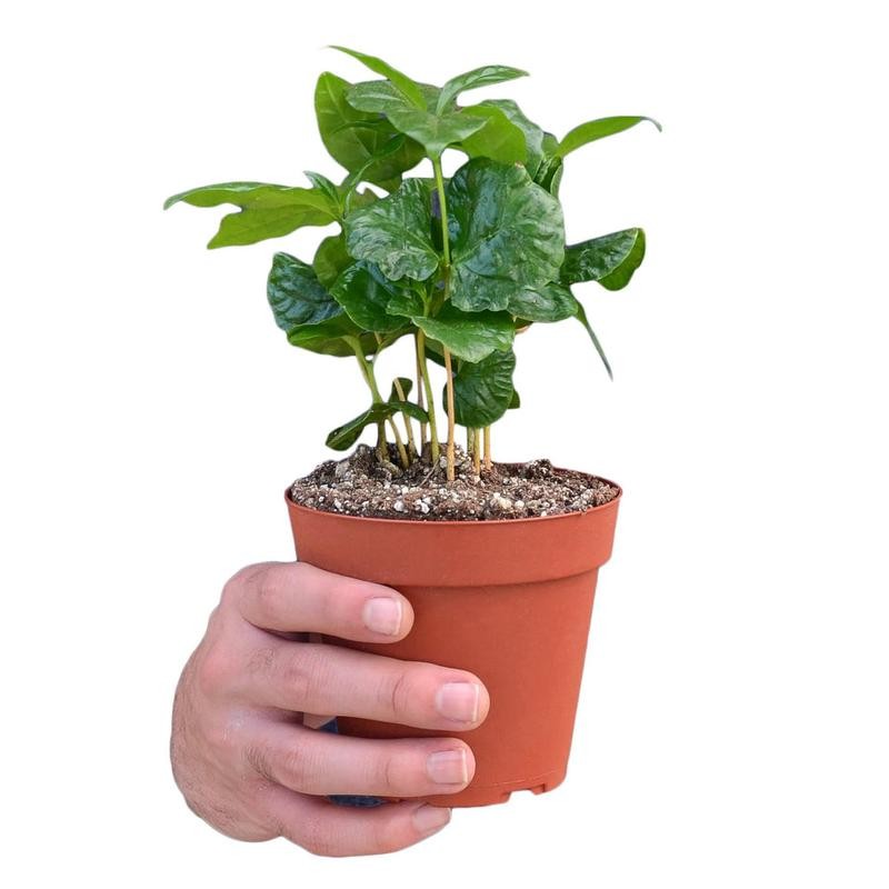 Arabica Coffee - Size: 3" Pot