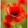 Papaver rhoeas (Corn Poppy, Red) Flower Seeds, Eye-Catching Appearance, Highly