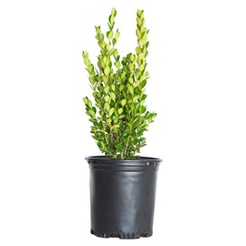 Plants by Mail 0617Q Wintergreen Boxwood, 2.5 qt, Green