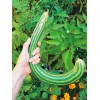 TomorrowSeeds Striped Armenian Cucumber Seeds | Painted Serpent Yard Persian