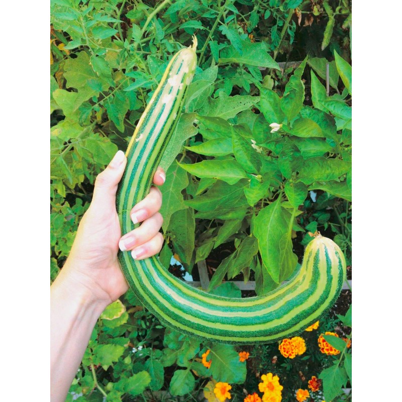 TomorrowSeeds Striped Armenian Cucumber Seeds | Painted Serpent Yard Persian