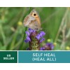 Southern Seeds Self Heal (Heal All) - Heirloom Seeds -