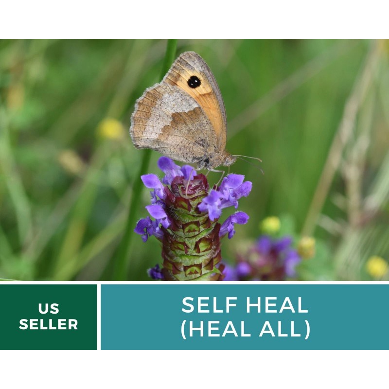 Southern Seeds Self Heal (Heal All) - Heirloom Seeds -