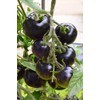 Tomato 'Indigo Rose' Seeds – Indeterminate Annual Vegetable (Solanum lycopersicum)