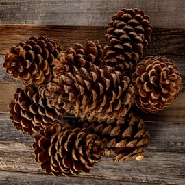 Nautical Crush Trading Cinnamon Pine Cones Scented - 8 Pieces Large 3-5 inches - Cinnamon Pinecones Decor - Rustic Christmas Decor - Pinecones - Pine Cone Ornaments - Pinecones for Crafts