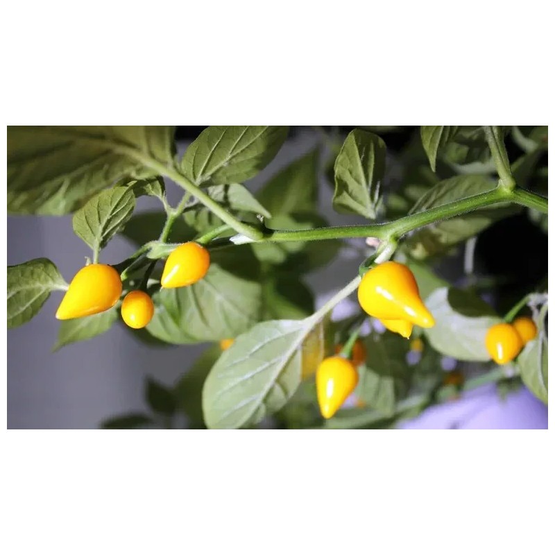 Simpson Greenhouse Biquinho Peppers Heirloom