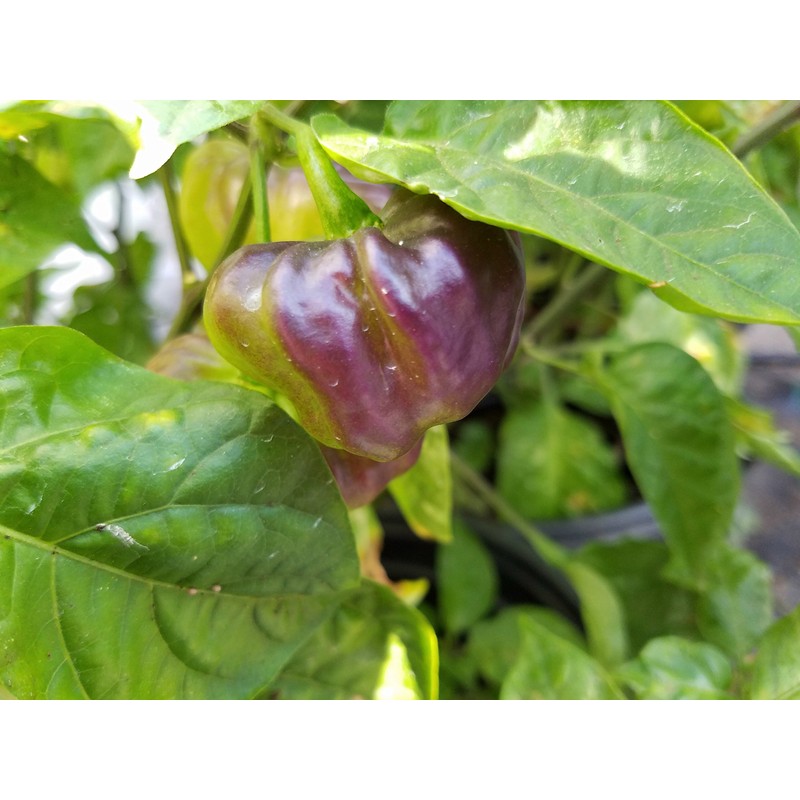 Aji Cachucha Purple Splotched Pepper Seeds 10+ Seeds