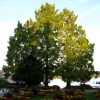 The Jonsteen Company Dawn Redwood | Small Tree Seedling |