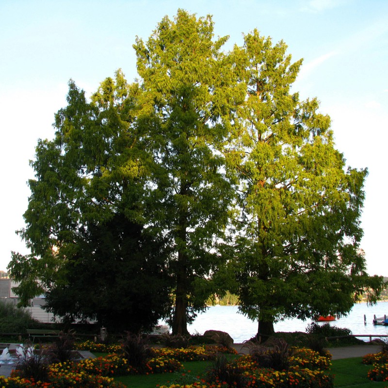 The Jonsteen Company Dawn Redwood | Small Tree Seedling |