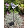 JAYXC HOME Set of 2 Clear Acrylic Bird Solar Garden