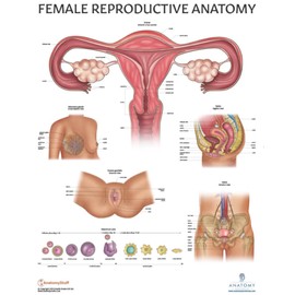 Anatomy Lab Human Female Reproductive System Anatomy Poster, LAMINATED, Anatomy and Physiology, 17.3 x 22.5 Inches, Body System Diagram, Anatomical Chart for Education Learning and Students
