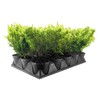 Lime Glow Juniper | 1 Live 4 Inch Pot |
