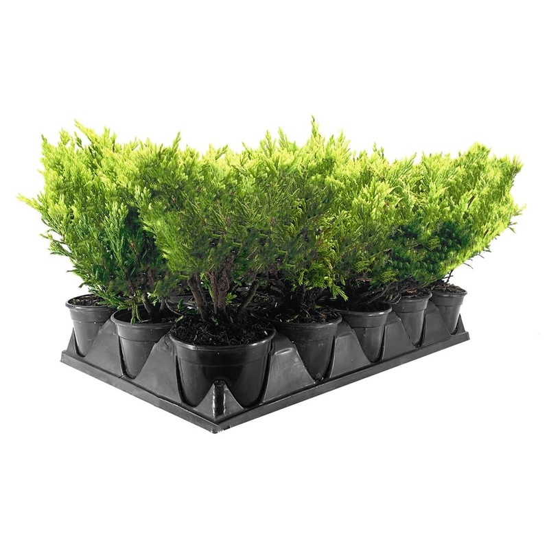 Lime Glow Juniper | 1 Live 4 Inch Pot |