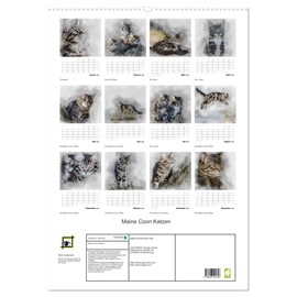 Maine Coon Katzen (Wandkalender 2026 DIN A2 hoch), CALVENDO Monatskalender: Eine der größten Katzen der Welt: Maine-Coon (CALVENDO Tiere)