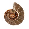 ANCLLO Ammonite Fossil Snail Specimen, Ammonite Fossil Specimen Shell Natural