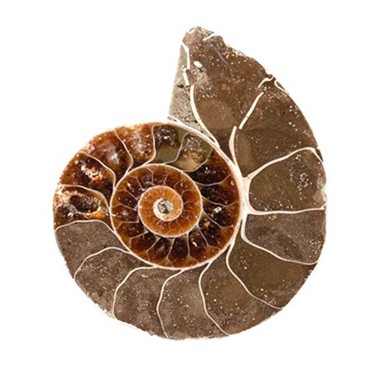 ANCLLO Ammonite Fossil Snail Specimen, Ammonite Fossil Specimen Shell Natural