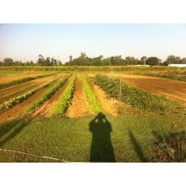 POPPA IN THE GARDEN 1000 Collard Seeds Southern Greens Vegetable THANKS FROM POPPA IN THE GARDEN