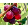 Unbranded Saskatoon Serviceberry 8-12" tall 1-2 y.o. (Amelanchier) Bare Root