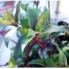 Tripogandra Serrulata - Purple Scimitars - Tradescantia Elongata - Spiderwort