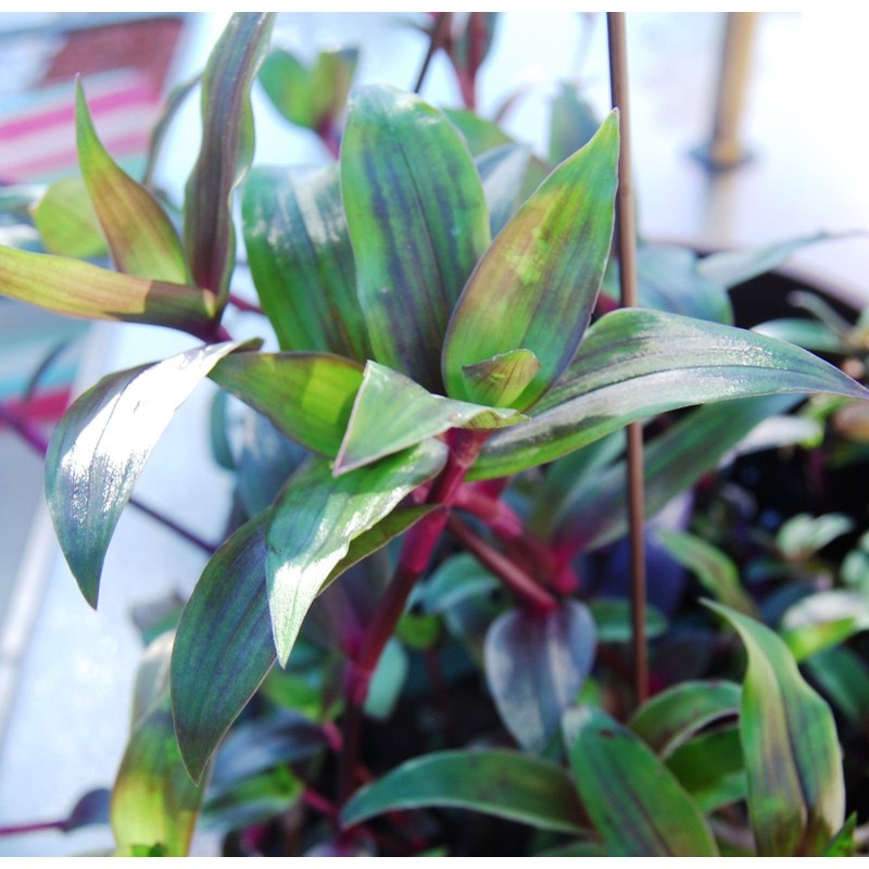 Tripogandra Serrulata - Purple Scimitars - Tradescantia Elongata - Spiderwort
