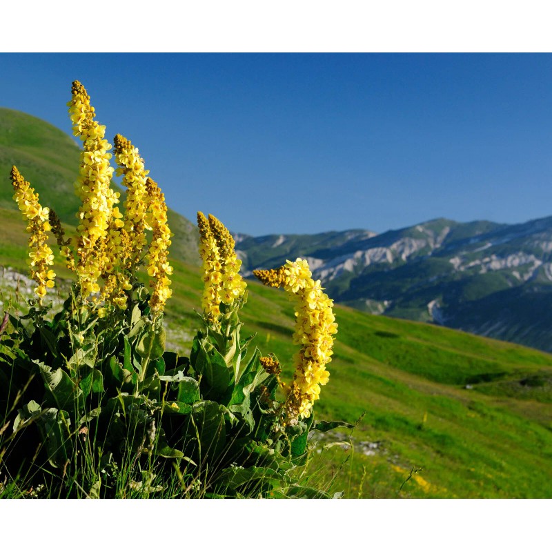 Evans Organics Mullein Leaf Herbal Tea For Respiratory Support