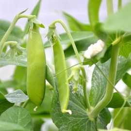 30+ Snow Pea Seeds for Planting - Non-GMO Heirloom Sugar Snap Pea Seeds Outdoor Home Vegetable Garden