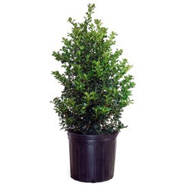 Ilex X rutzan 'Red Beauty' (Holly) Evergreen, #3 - Size Container