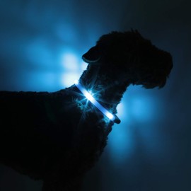 LEUCHTIE® Light Collar Plus I LED Collar for Dogs I 100 Hours of Light Duration I Waterproof I Extremely Bright, 40