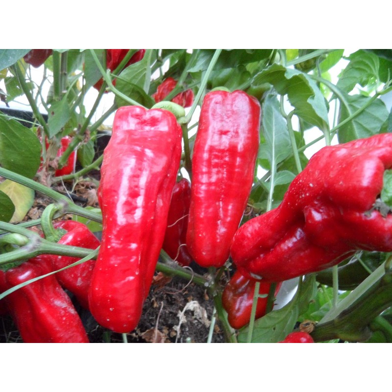 Urfa Biber-Isot Pepper 10+ Seeds