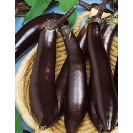 250 Eggplant Seeds - Talong Purple No.1 Heirloom, Philippines Most Used Eggplant, Premium Non-GMO, Open Pollinated, US Grown Seed, Always Fresh!
