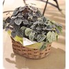 Ohashi Shinji Shoten Handmade Basket Willow Basket Steam Willow Circle
