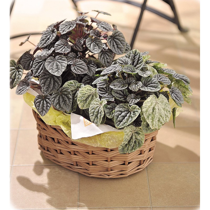 Ohashi Shinji Shoten Handmade Basket Willow Basket Steam Willow Circle