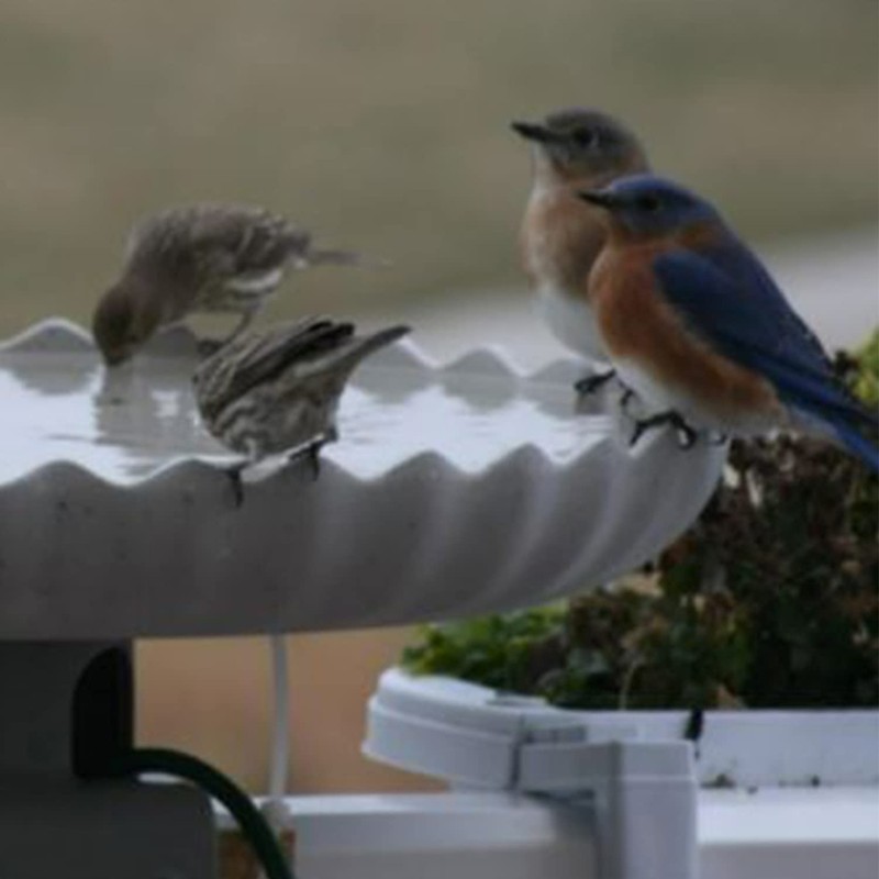 Farm Innovators Heated Bird Bath, 120W All Seasons Outdoor Decor
