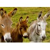 Donkey Blank Greeting Card - Landscape