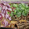 QhgPnt 2 Pack Reptile Plants for Terrarium, Artificial Leaves Habitat