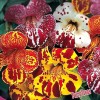 Fairy7Seas Mimulus Flower Seeds - Mimulus x Hybrida - Monkey