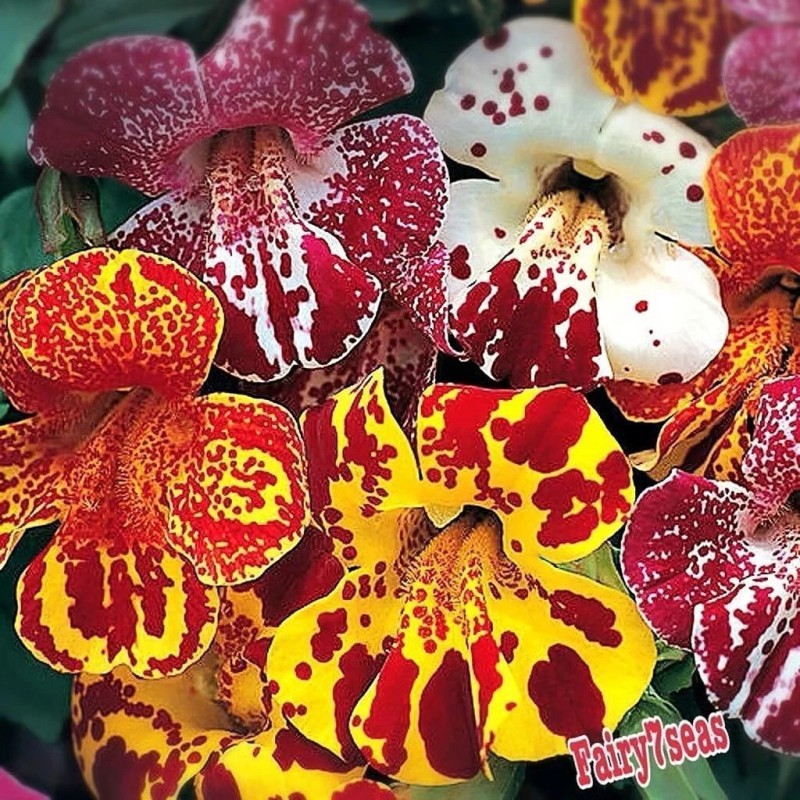Fairy7Seas Mimulus Flower Seeds - Mimulus x Hybrida - Monkey