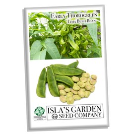 Early Thorogreen Bush Lima Bean Seeds, 50 Heirloom Seeds Per Packet, (Isla's Garden Seeds), Non GMO Seeds, Botanical Name: Phaseolus lunatus, Great Home Garden Gift