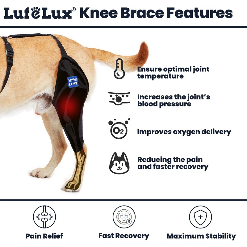 LufeLux Dog Knee Brace with Harness and Connection Belt, Lightweight