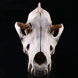 Wolf Jackal Skull Teaching Skeleton Collectibles