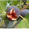 500Pcs Fig Fruit Seeds for Planting
