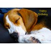 Beagle Dog Birthday Card