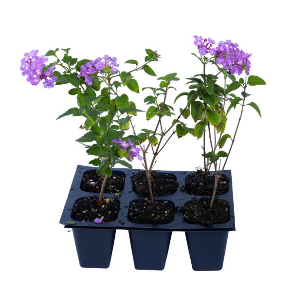 3 Purple Trailing Lantanas, Live Plants – Continuous Blooms, Thriving